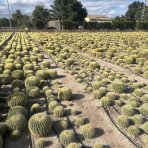 Echinokaktus grusonov (Echinocactus grusonii) - výška 30 cm, Ø 40-50 cm, kont. C35L - STARÝ A VZÁCNY EXEMPLÁR